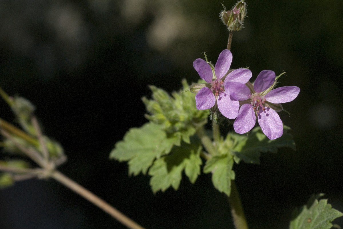 Erodium chium